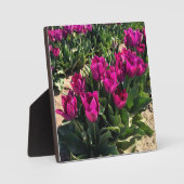 Mooie Tulpen Fotoplaat (Voorkant)