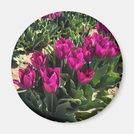 Mooie Tulpen Magneet (Voorkant)