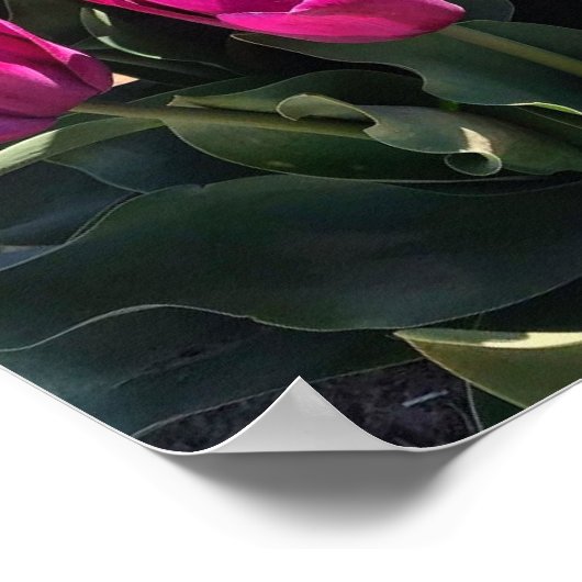 Mooie Tulpen Poster (Hoek)