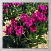 Mooie Tulpen Poster (Voorkant)