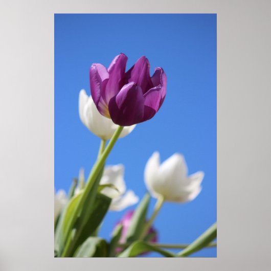 Mooie Tulpen Poster (Voorkant)