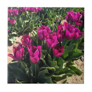 Mooie Tulpen Tegeltje