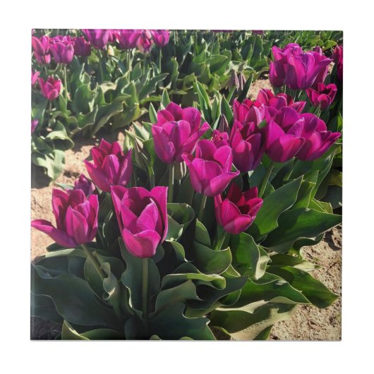 Mooie Tulpen Tegeltje (Voorkant)