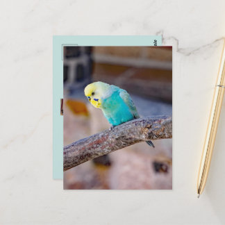 Mooie turquoise parkiet aangepaste foto briefkaart