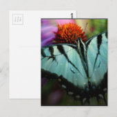 Mooie Turquoise Swallowtail Butterfly Briefkaart (Voorkant / Achterkant)