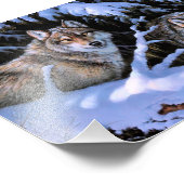 Mooie twee wolven schilderijen foto afdruk (Hoek)