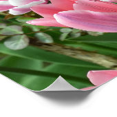 Mooie uitzicht op veld van roze tulpen poster (Hoek)