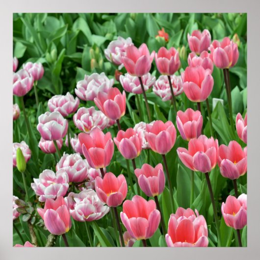 Mooie uitzicht op veld van roze tulpen poster (Voorkant)