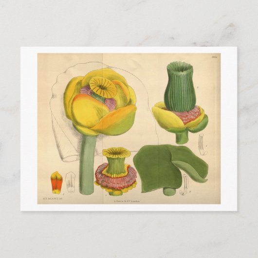 Mooie unieke bloem Briefkaart (Voorkant)