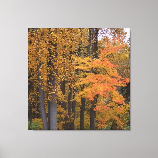 Mooie val laat de poplaire bomen vallen canvas afdruk (Voorkant)