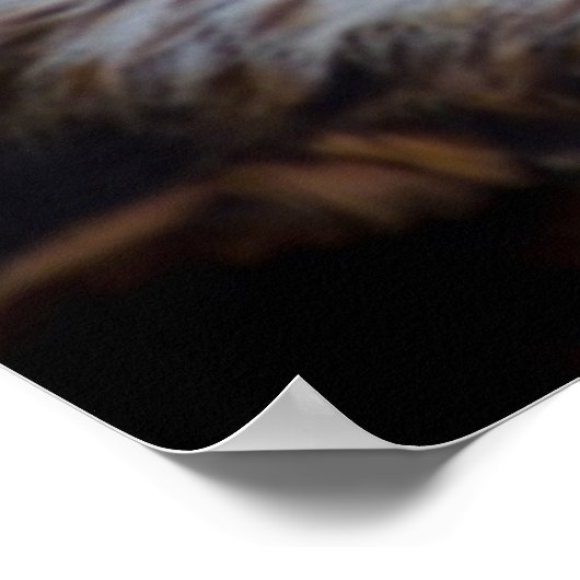 Mooie valkenportret poster (Hoek)