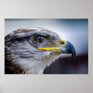 Mooie valkenportret poster