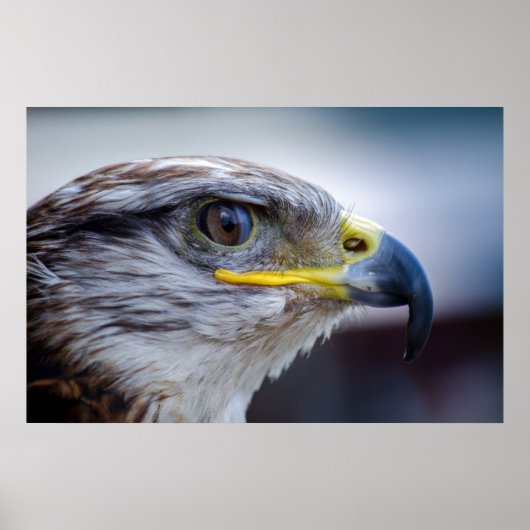 Mooie valkenportret poster (Voorkant)