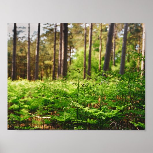 Mooie varen bosgrond poster (Voorkant)