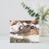 Mooie variëteitshoes op Snowy Ground Briefkaart (Staand voorkant)