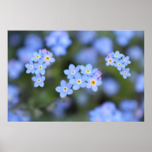 Mooie vergeet-me-niet bloemen