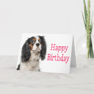 Mooie verjaardagskaart voor King Charles Cavalier- Kaart