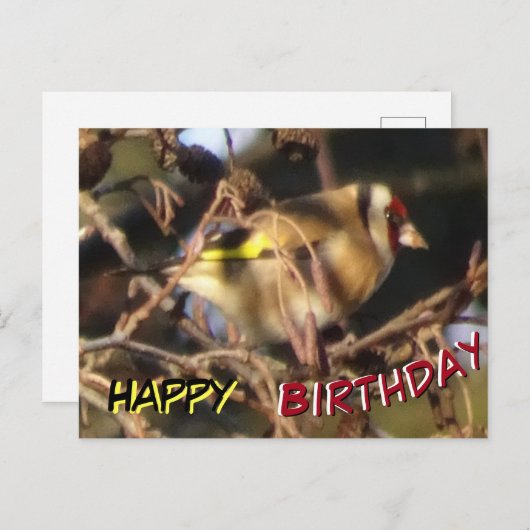 Mooie Vink Close-up Gelukkige Verjaardagskaart Briefkaart (Voorkant / Achterkant)