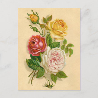 Mooie Vintage Roos Illustratie Briefkaart