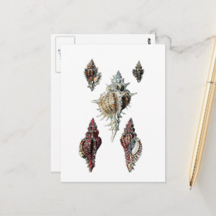 Mooie vintage schelpen briefkaart