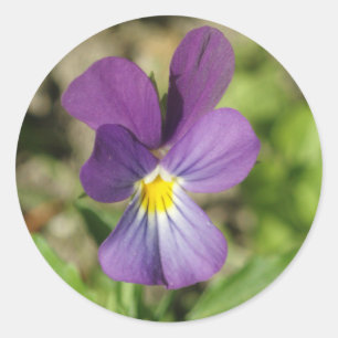 Mooie violette bloem foto sticker