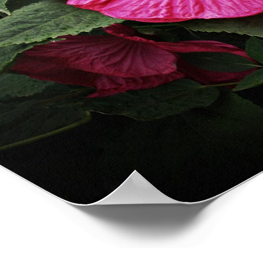 Mooie Visions Hibiscus Bloemenmuur Kunst GPsg Poster (Hoek)