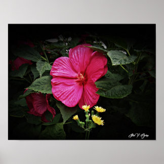 Mooie Visions Hibiscus Bloemenmuur Kunst GPsg Poster
