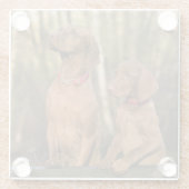 Mooie Vizsla-sporthonden Glazen Onderzetter (Achterkant)