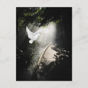 Mooie vliegende duif briefkaart