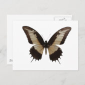 Mooie vlinder briefkaart (Voorkant / Achterkant)