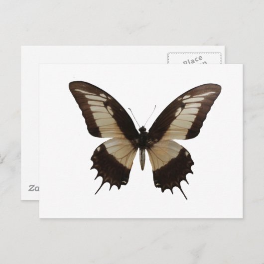 Mooie vlinder briefkaart (Voorkant / Achterkant)