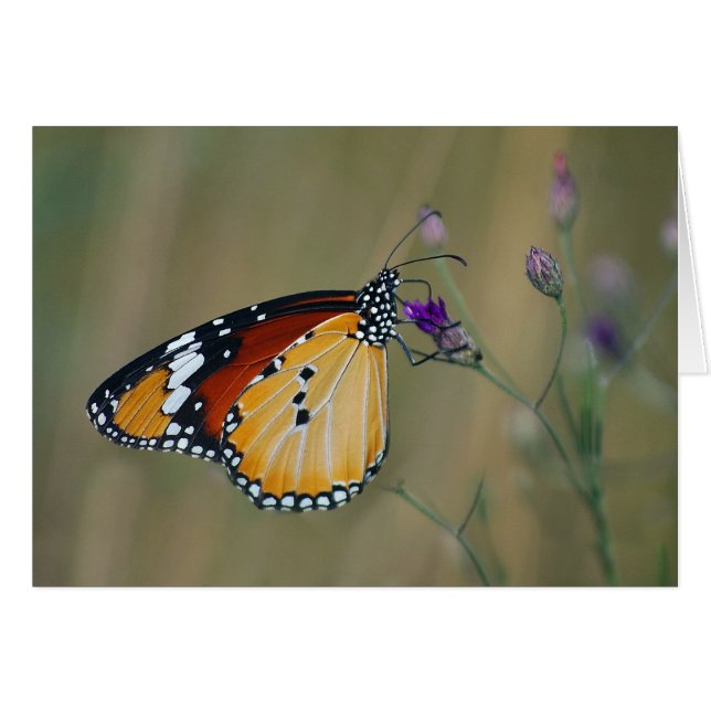 Mooie vlinder en heetnectar (Voorkant Horizontaal)