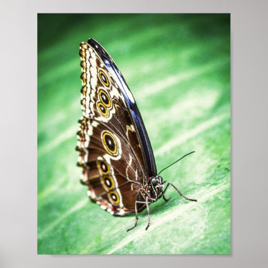 Mooie Vlinder Insecten Archief Fijne Kunst Poster (Voorkant)