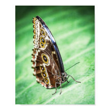 Mooie Vlinder Insecten Archief Fijne Kunst