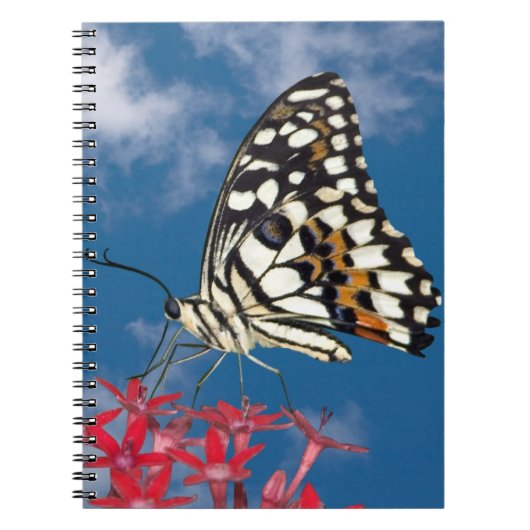 Mooie vlinder notitieboek (Voorkant)