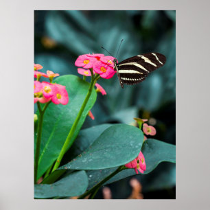 Mooie vlinder op een roze bloem poster