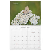Mooie vlinders en motten kalender (Jan 2027)
