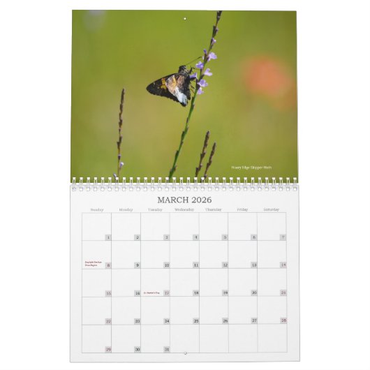 Mooie vlinders en motten kalender (Mar 2026)