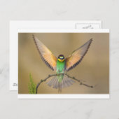 Mooie vogel briefkaart (Voorkant / Achterkant)