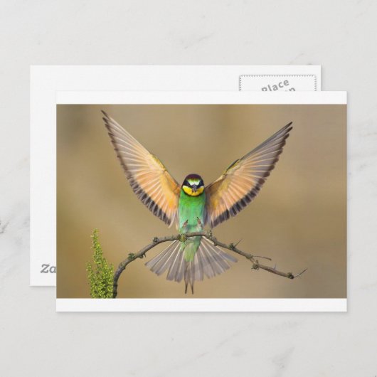 Mooie vogel briefkaart (Voorkant / Achterkant)