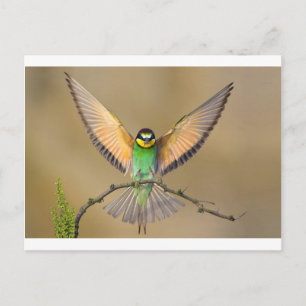 Mooie vogel briefkaart