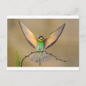 Mooie vogel briefkaart (Voorkant)