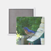 Mooie vogel magneet (Voorkant / Achterkant)