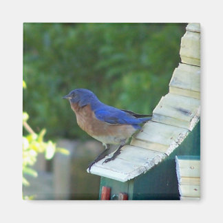 Mooie vogel magneet