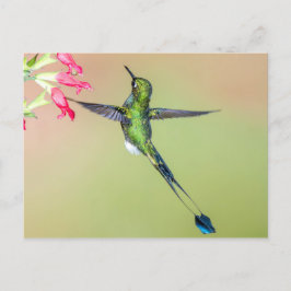 Mooie vogel met lange staartjes briefkaart