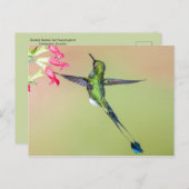 Mooie vogel met lange staartjes briefkaart (Voorkant / Achterkant)