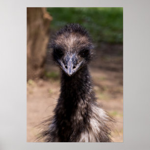Mooie vogel poster