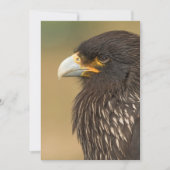 Mooie vogel van de uitnodiging van Prey (Voorkant)