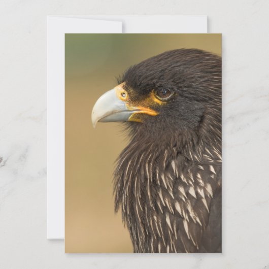 Mooie vogel van de uitnodiging van Prey (Voorkant)