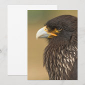 Mooie vogel van de uitnodiging van Prey (Voorkant / Achterkant)